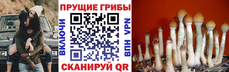 Купить  Полесск  Галлюциногенные грибы прущие грибы 